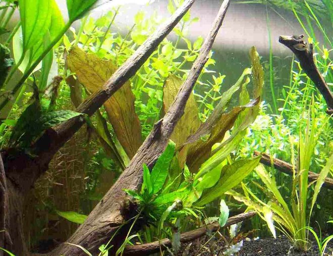 75 gallons planted tank (mostly live plants and fish) - My Tank