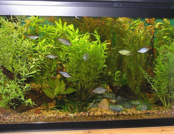 90 gallons planted tank (mostly live plants and fish) - My 90g planted tank with gouramis, rainbows, clown loaches, zebra loaches, weather loaches, red-tail black shark, rubbernose pleco and some otos.