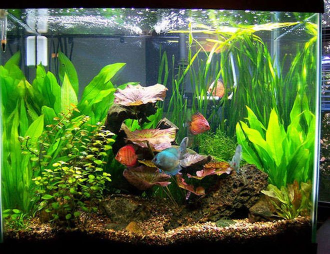 56 gallons planted tank (mostly live plants and fish) - 56 gallon column discus tank