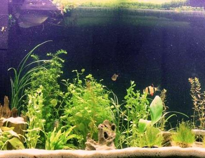 55 gallons planted tank (mostly live plants and fish) - My 55 Gallon Planted Tank. Just redid the whole thing. Waiting for everything to fill in.