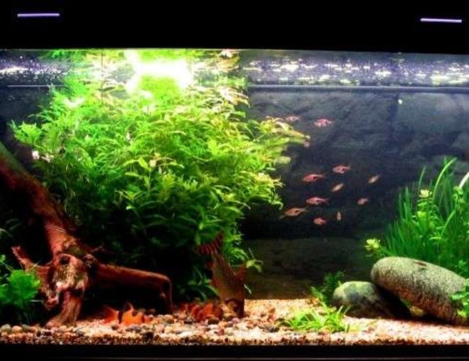 75 gallons planted tank (mostly live plants and fish) - 75 Gallon tank with Murphy and friends eating.