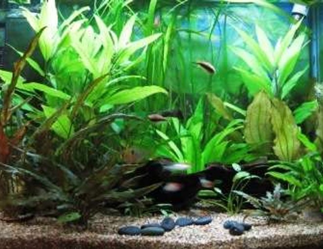 20 gallons planted tank (mostly live plants and fish) - I've tried to go for a south american theme - fish wise anyway. There is a piece of bogwood running left to right, crypts at the front and vallis at the back.