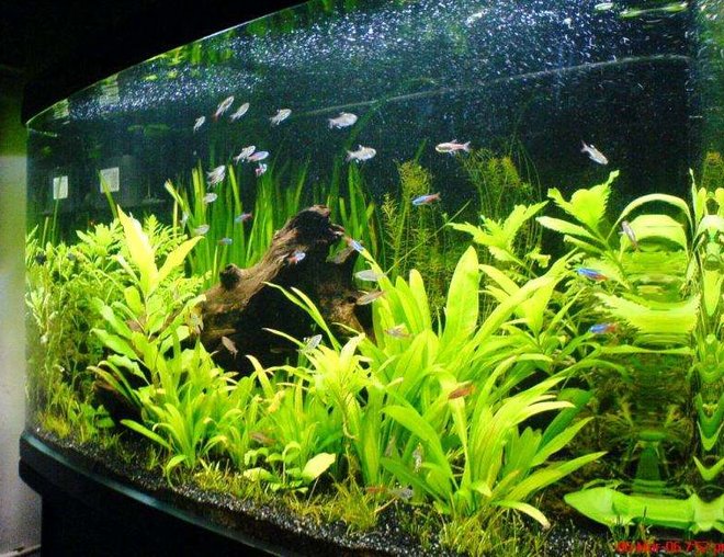 55 gallons planted tank (mostly live plants and fish) - My Amazon Forest...
