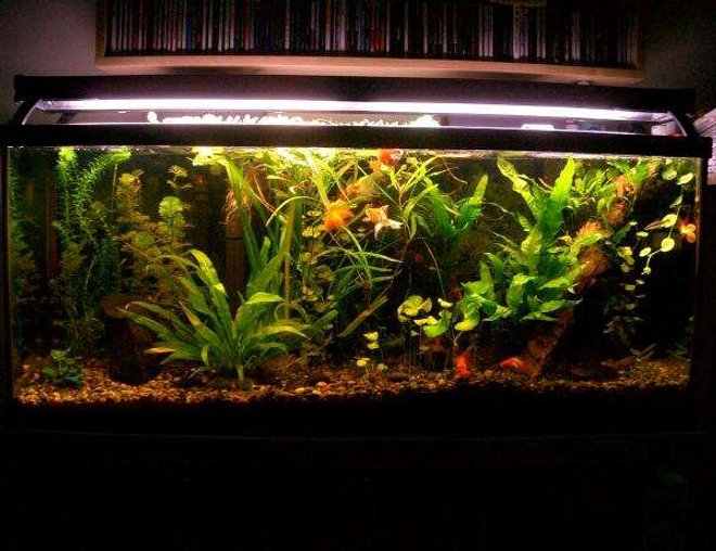 55 gallons planted tank (mostly live plants and fish) - Photo taken 10-26-06.  After water change on 10-22 (six months since last).