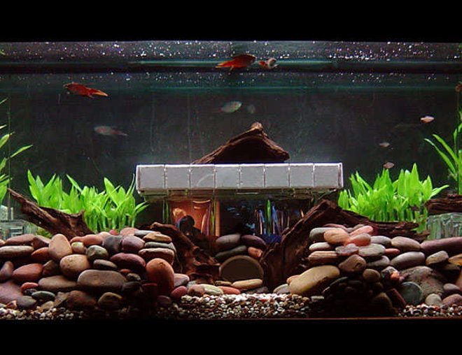 100 gallons planted tank (mostly live plants and fish) - Day Light
Recently setup 3 months ago. So far so good.