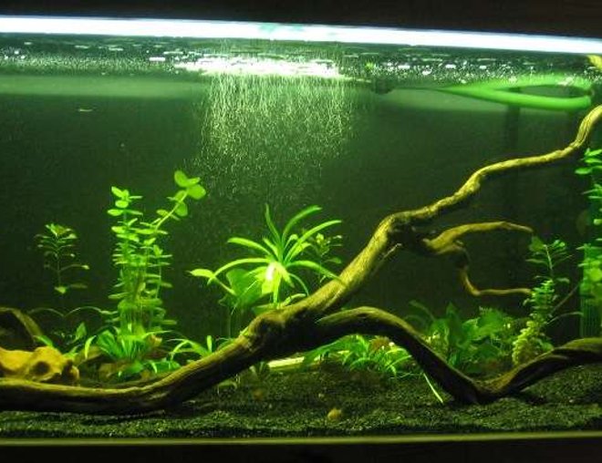 50 gallons planted tank (mostly live plants and fish) - 3 weeks old. I have put another small rock in on the right, between the 2 arches.