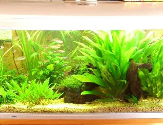 57 gallons planted tank (mostly live plants and fish) - Tank photo taken 16 Nov 2006. My apologies for the over exposure - will try and get a better one later. Constructive critiscm is welcome.