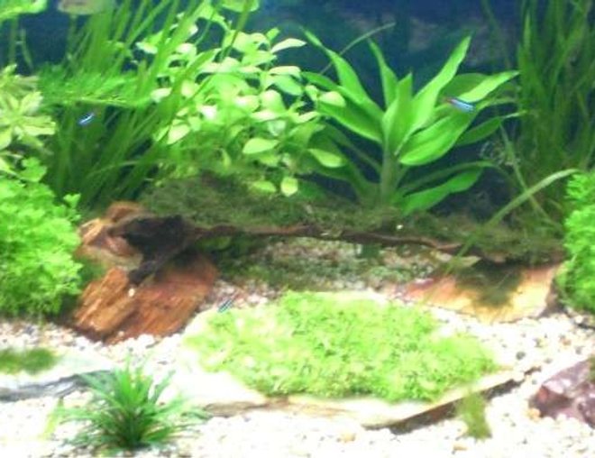 60 gallons planted tank (mostly live plants and fish) - All new plants & setup should look really good in a couple of weeks. I will keep pics updated. Had tank about 2 months and spent roughly £250 most  off eBay.