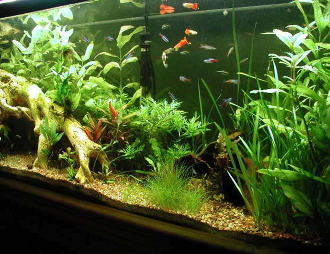 55 gallons planted tank (mostly live plants and fish) - 55 gal, 1 month old