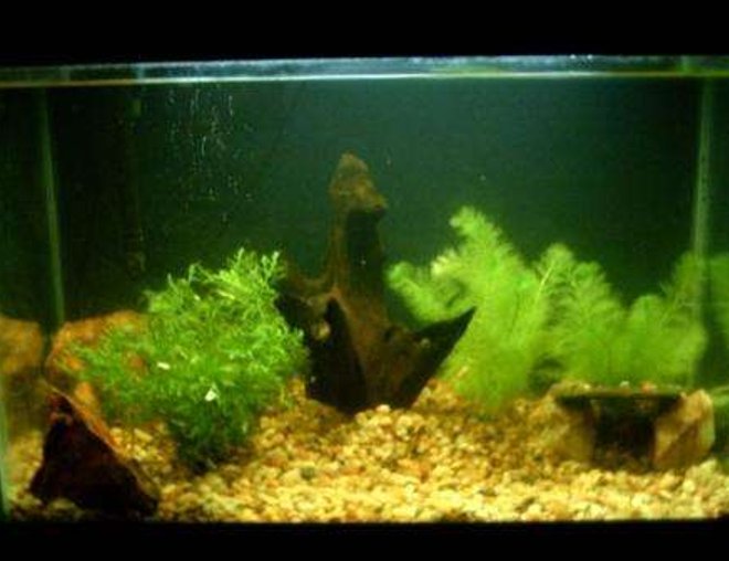 20 gallons planted tank (mostly live plants and fish) - This is my 20 gallon planted tank that is home to my blue lobster(crayfish)