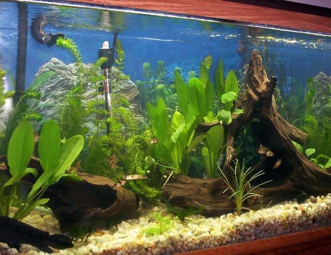 20 gallons planted tank (mostly live plants and fish) - green