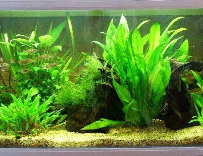 57 gallons planted tank (mostly live plants and fish) - This is the latest picture of my tank. It has just undergone a pruning and the removal of a sword that was getting a little to large.