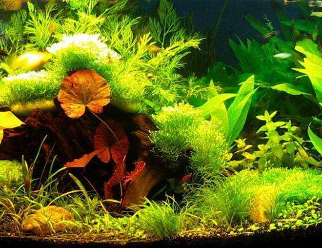 16 gallons planted tank (mostly live plants and fish) - Update 2/1/07