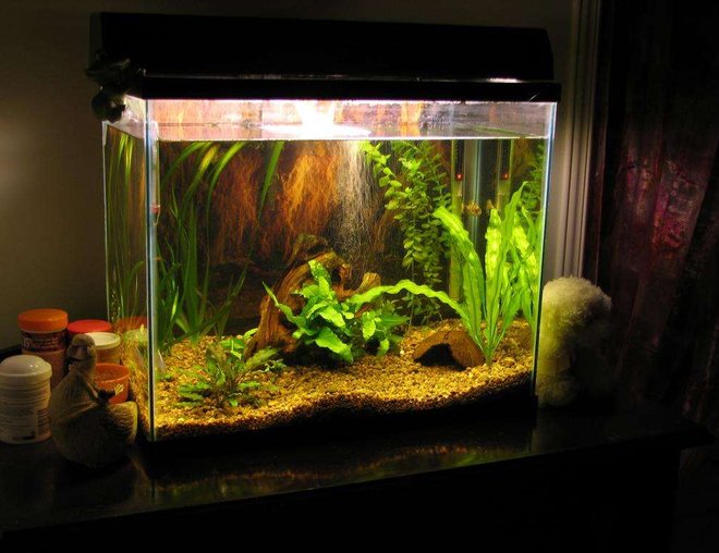 50 gallons planted tank (mostly live plants and fish) - 15 gallon tank