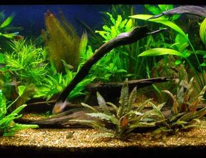planted tank (mostly live plants and fish) - 280lt planted community, 9 months old, no CO2.