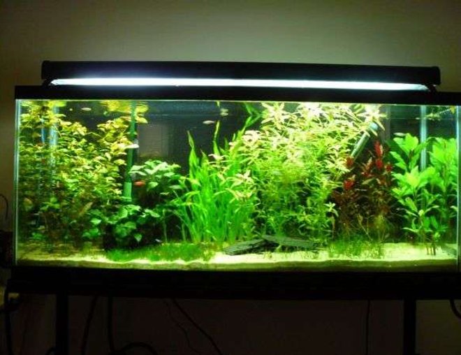 55 gallons planted tank (mostly live plants and fish) - 55G Planted Community