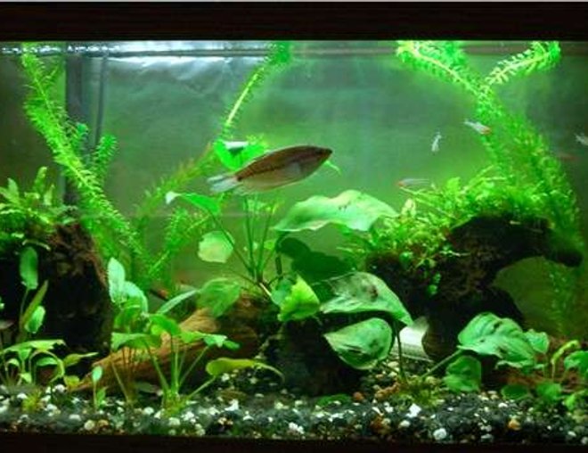 planted tank (mostly live plants and fish) - 30g; mixed substrate of gravel and Flourite; driftwood; snakeskin gourami; rummynose tetras; kuhli loaches; RTBS; anacharis; various anubias and crypts; Java fern; Java moss