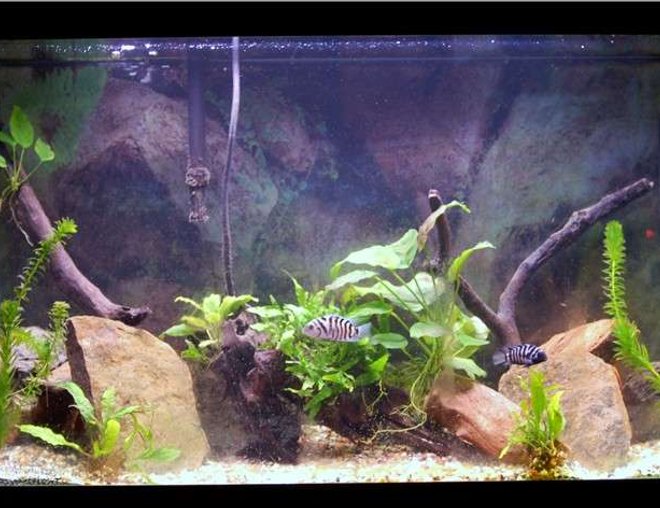 planted tank (mostly live plants and fish) - 29g; mixed substrate of sand and gravel; natural rocks; driftwood; breeding pair of convicts; anubias; anacharis