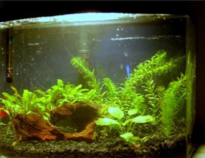 planted tank (mostly live plants and fish) - 5.5g; gravel substrate; lava rock; betta; cherry barbs; anubias; Java fern; Christmas tree moss; anacharis