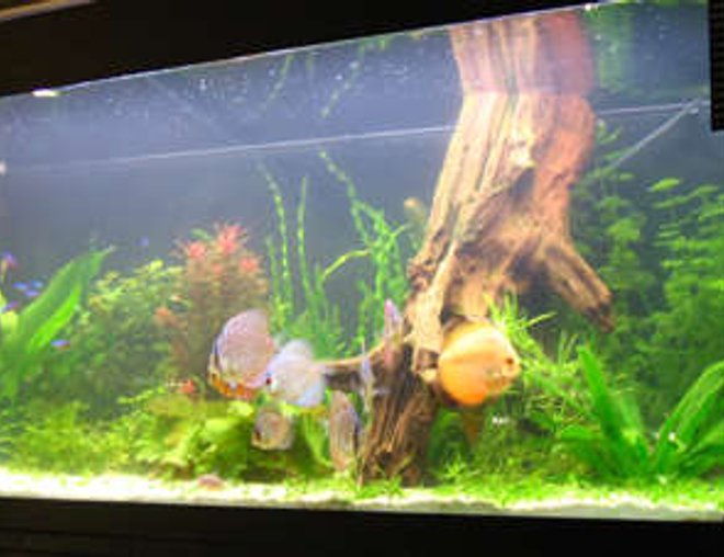 70 gallons planted tank (mostly live plants and fish) - 3 month old setup