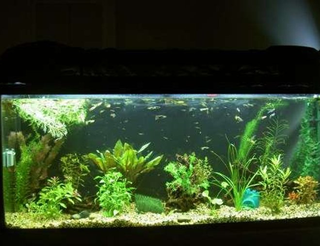 planted tank (mostly live plants and fish) - 12