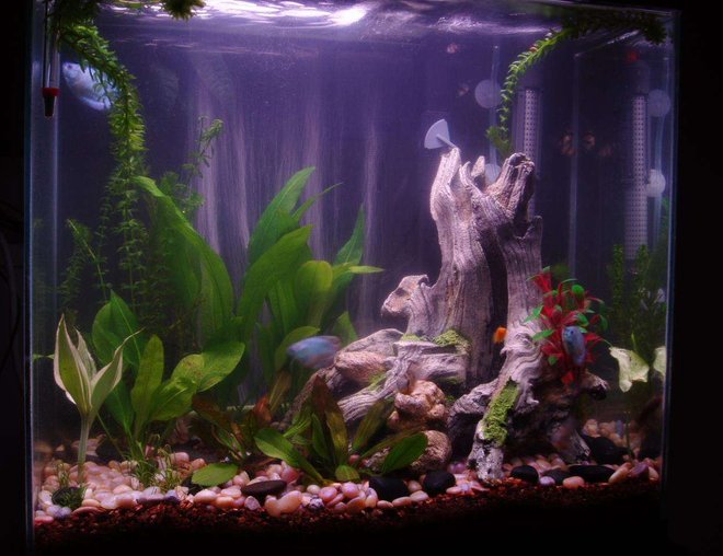 16 gallons planted tank (mostly live plants and fish) - my tank
