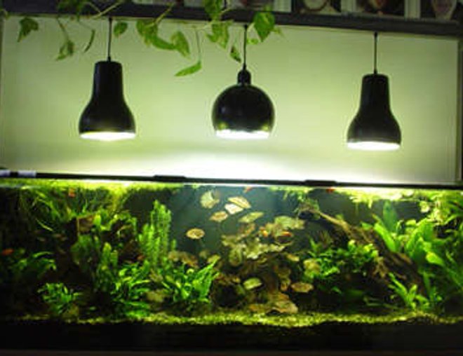 75 gallons planted tank (mostly live plants and fish) - Tank after 2 years