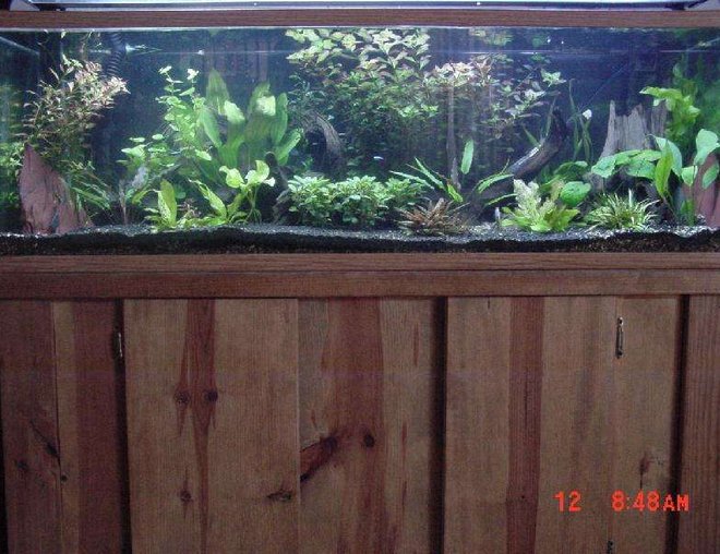 60 gallons planted tank (mostly live plants and fish) - 60 gal planted tank