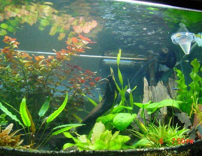 60 gallons planted tank (mostly live plants and fish) - my litle blue and red fish