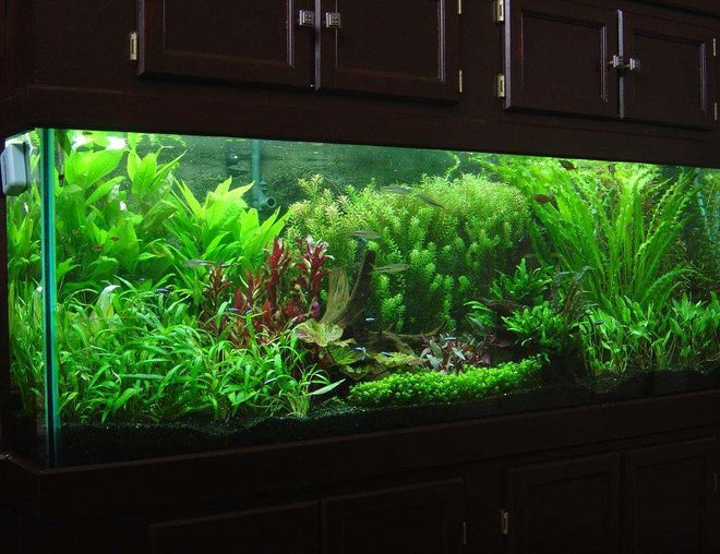 180 gallons planted tank (mostly live plants and fish) - 180 gallon
DIY Concrete Background
CO2 system w/pH controller
UV Sterilizer
706W PC lighting
Eco-complete gravel

Plants-
Baby Tears
Crypto petchii
Crypto lutea
Crypto wendtii-Red
Crypto wendtii-Green
Red Tiger Lotus
Green Tiger Lotus
Rotala indica
Rotala macrandra
Apon. ulvaceous
Apon. crispus
Ammania senegalensis
Java ferm
Onion plant
Giant hygro
Red Temple

Fish-
4 wild scalare angels
4 roselines
5 RT Hemiodus
45 Cardinals
3 Glass Bloodfin
8 Espei Rasbora
18 misc Corydoras spp.
18 Oto. affinis
12 Rummy Nose Tetras
1pr M. altispinosa
2 NG Rainbows