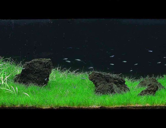 60 gallons planted tank (mostly live plants and fish) - 60g front view