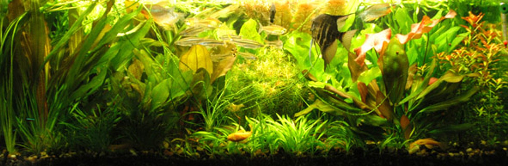 Rated #443: Planted Tank