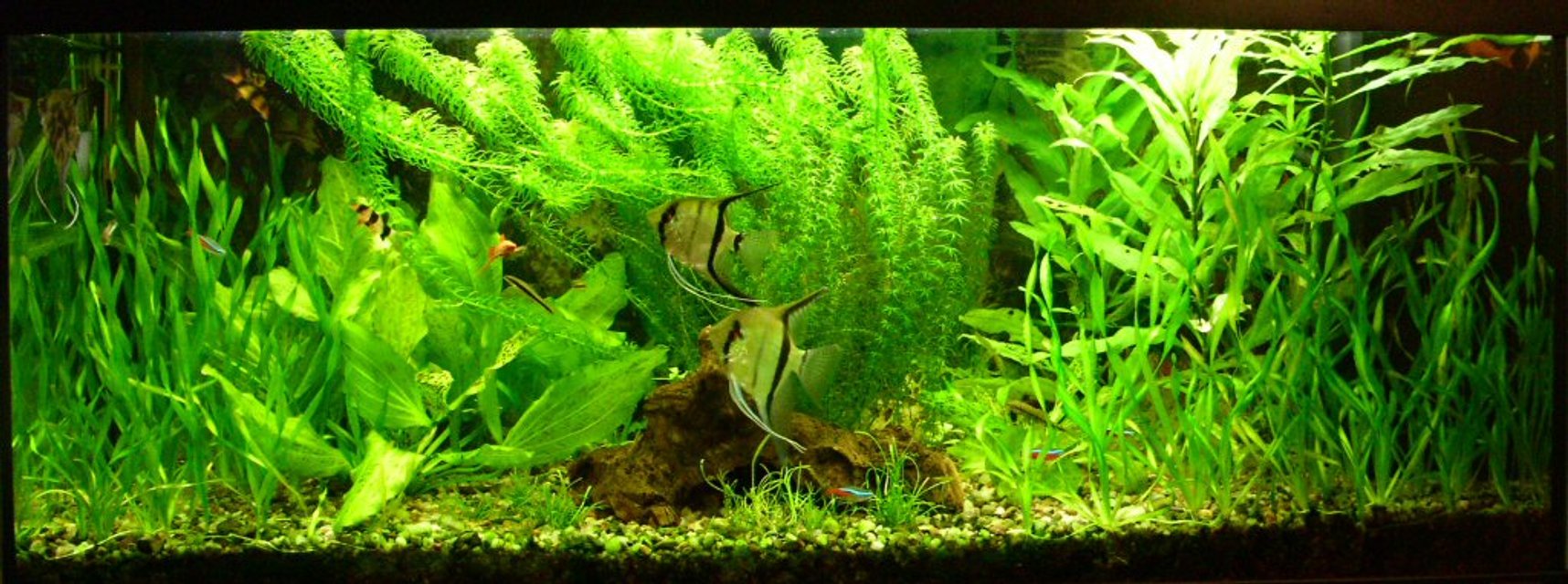 Rated #379: Planted Tank