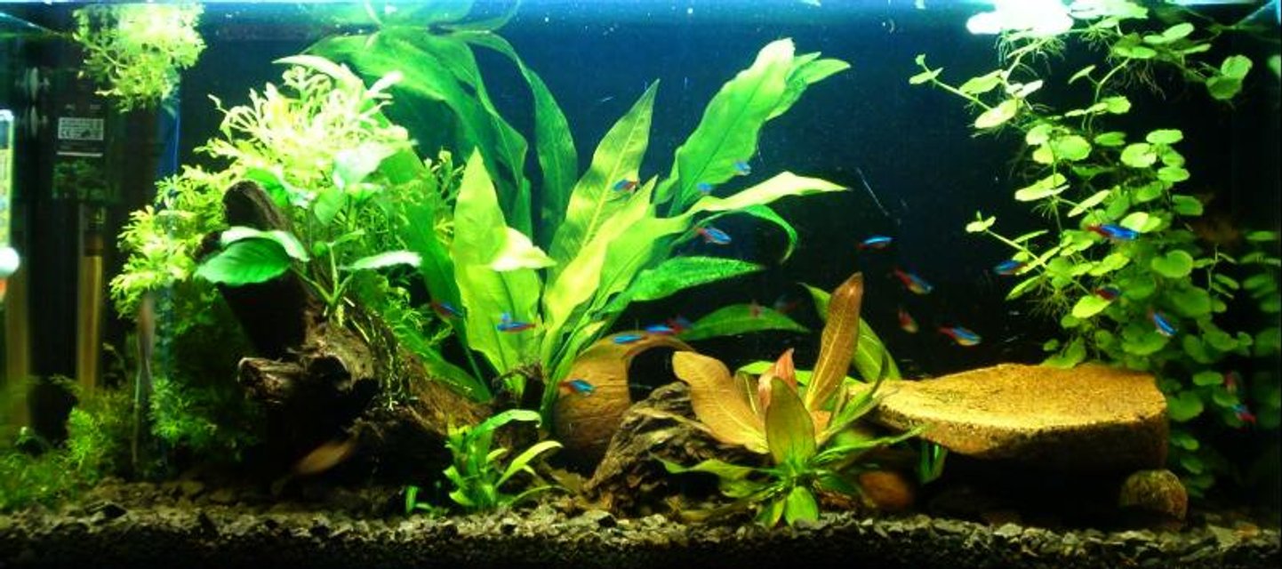 Rated #1050: Planted Tank