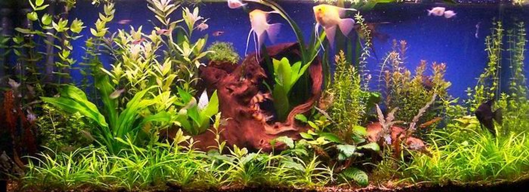 Rated #466: Planted Tank