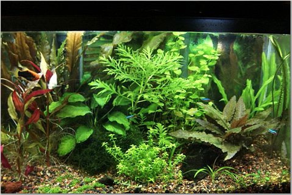 Rated #600: 10 Gallons Planted Tank - I recently converted this tank from low to high lighting, and began adding co2.  It's been about a month and a half and growth has been explosive.  Still working on fertilizer balance but am becoming happy with the current look/set of plants.