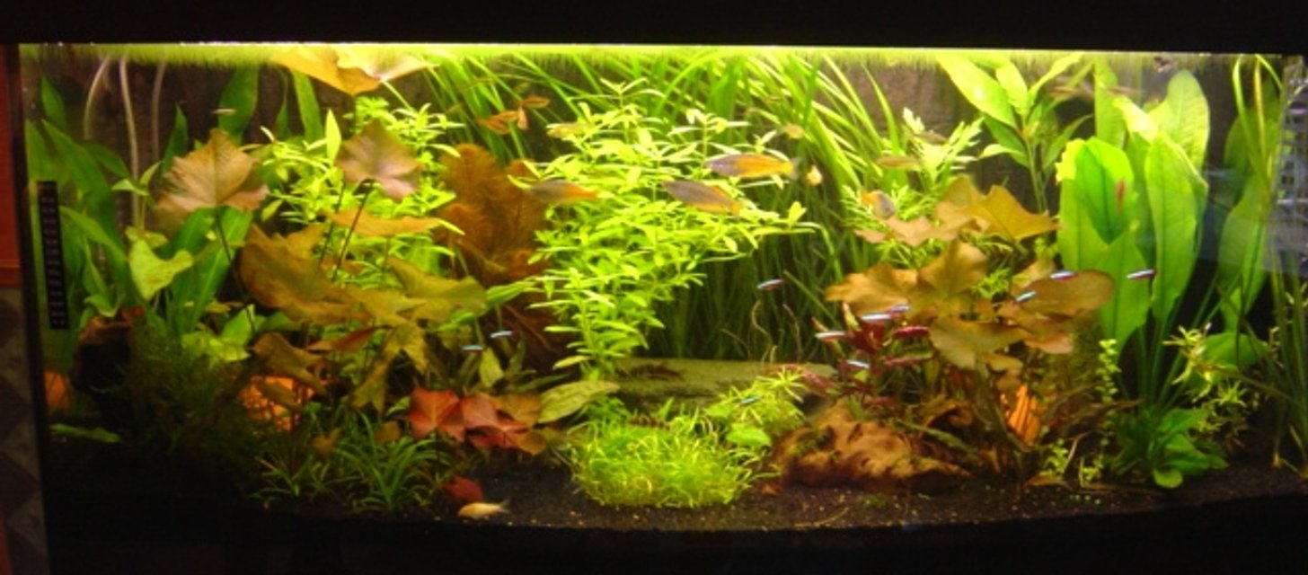 Rated #564: 60 Gallons Planted Tank - Juwel Rio 300 Community tank!