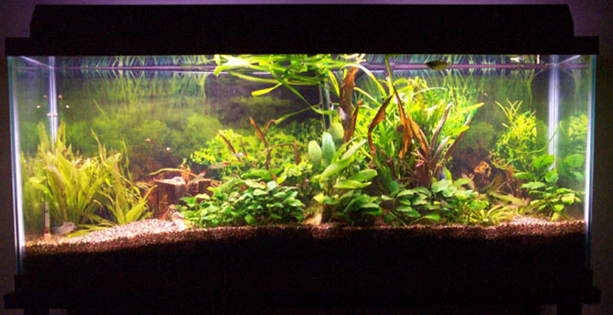 Rated #422: Planted Tank