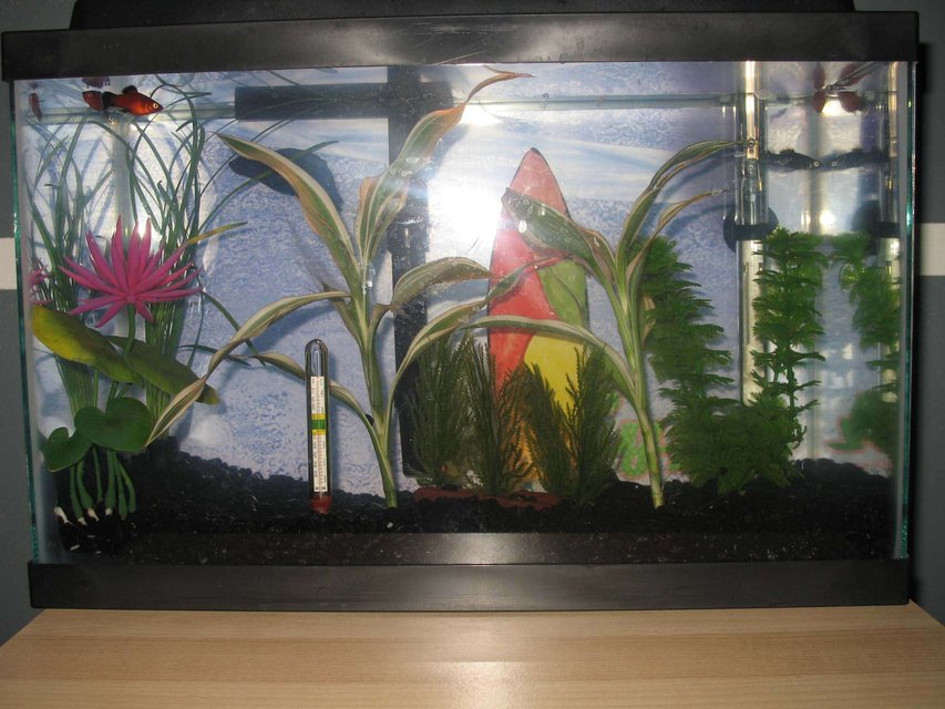 Rated #232: 5 Gallons Planted Tank - My first large(ish) tank. I plan on getting a sub in there and i have plans for making my very own 10 gallon