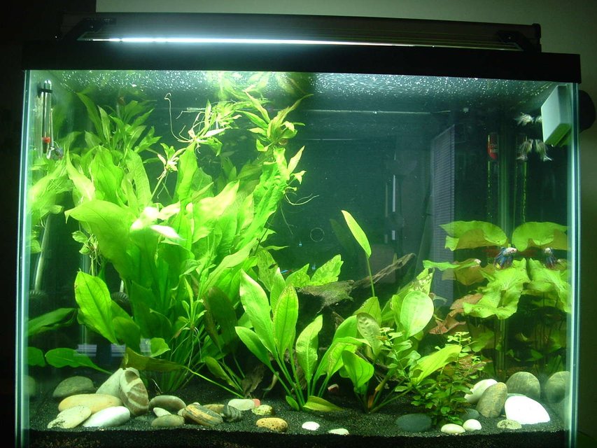 Rated #101: 56 Gallons Planted Tank - 55 Gal Planted Betta Tank