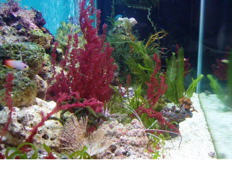 Rated #155: 90 Gallons Planted Tank - My tank is a 90 gallon macro algae tank w/ florescent lighting, two aquaclear hang on filters and two power heads.
1firefish, 1 purple firefish, 1 pink/blue spot gobie, 1 scooter blennie, 1 pair seahorses, (adding more pairs soon) 1 sand sifting starfish, 1 cleaner shrimp,3 feather dusters and a coral band shrimp. 
Star polyps, button polyps, Feather Algae, Grape Algae, Spaghetti Algae, Turtle Grass,Red kelp or Red Grape,Red Gracilaria ,Scroll Algae, Iridescent Algae and a sponge algae we aren't sure about the name other than sponge and a Yellow Gorgonian.