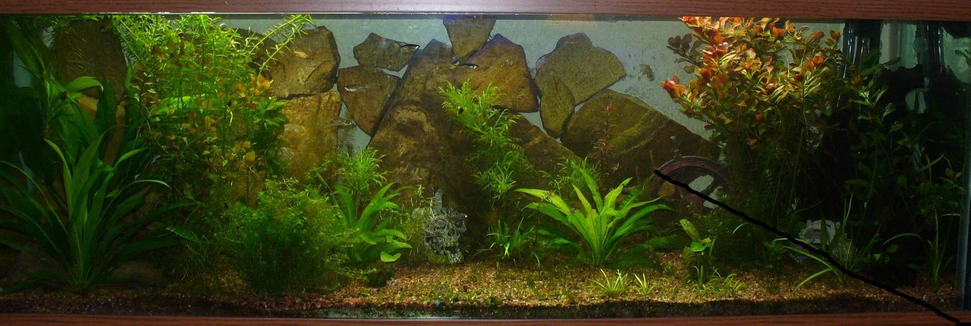 Rated #154: 29 Gallons Planted Tank - 100 gal, 165 watts t-5 HO light (2) 10,000k, (1) 7,500K, Filter: Magnum 350 canaster filter, hand stacked rock wall
Fish: 2SAE, 10 lepord danios, 3 dwarf puffers, 5 kuli loaches, 5 ottos
Plants: 2 amazon swords, chain swords, dwarf sag, eldoa, red ludwiga