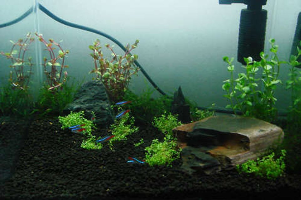 Rated #192: 5 Gallons Planted Tank - View from front panel