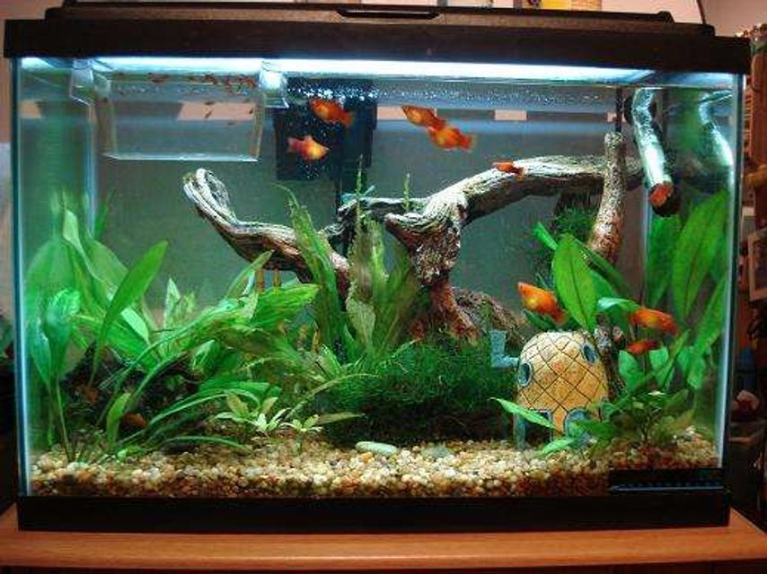 Rated #150: 20 Gallons Planted Tank - my pineapple house xD