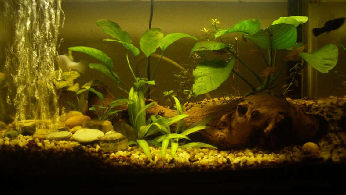 Rated #193: 10 Gallons Planted Tank - This started out as a feeder tank, then i got a little carried away. 10 gallon planted.