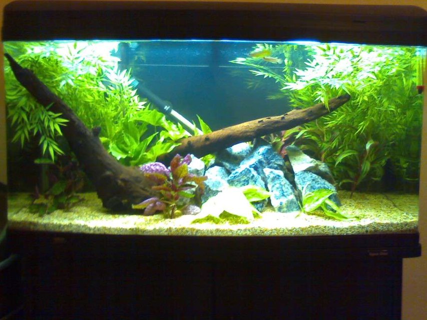 Rated #113: 55 Gallons Planted Tank - New tank