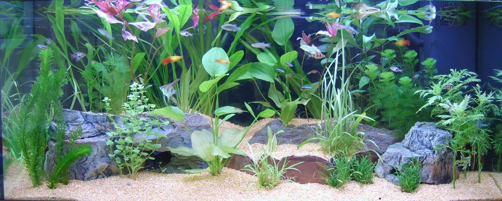 Rated #136: 50 Gallons Planted Tank - Juwel Rio 180L  -  First Configuration
Rio Juwel 180L.
