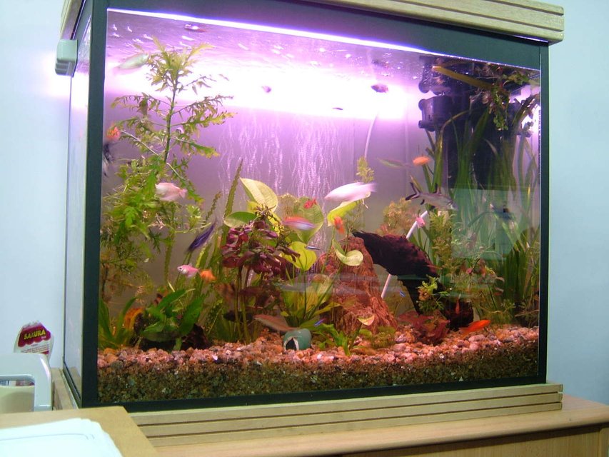 Rated #182: 50 Gallons Planted Tank - 4 days back
need more plants.