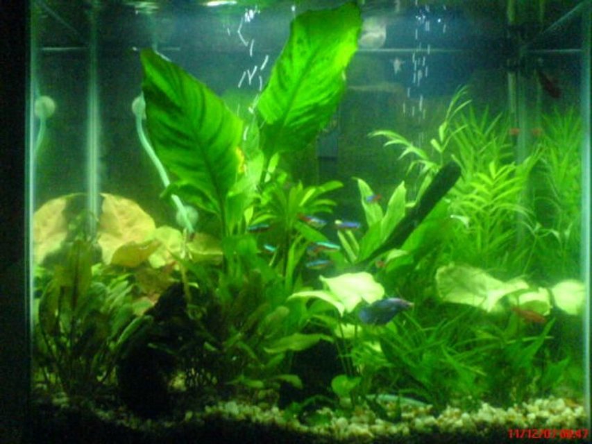 Rated #146: 20 Gallons Planted Tank - My 20 gal World