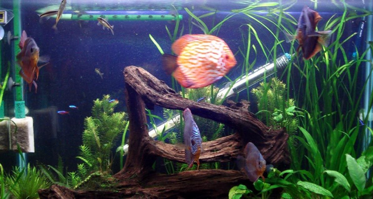 Rated #133: 55 Gallons Planted Tank - My 55gal Discus Tank